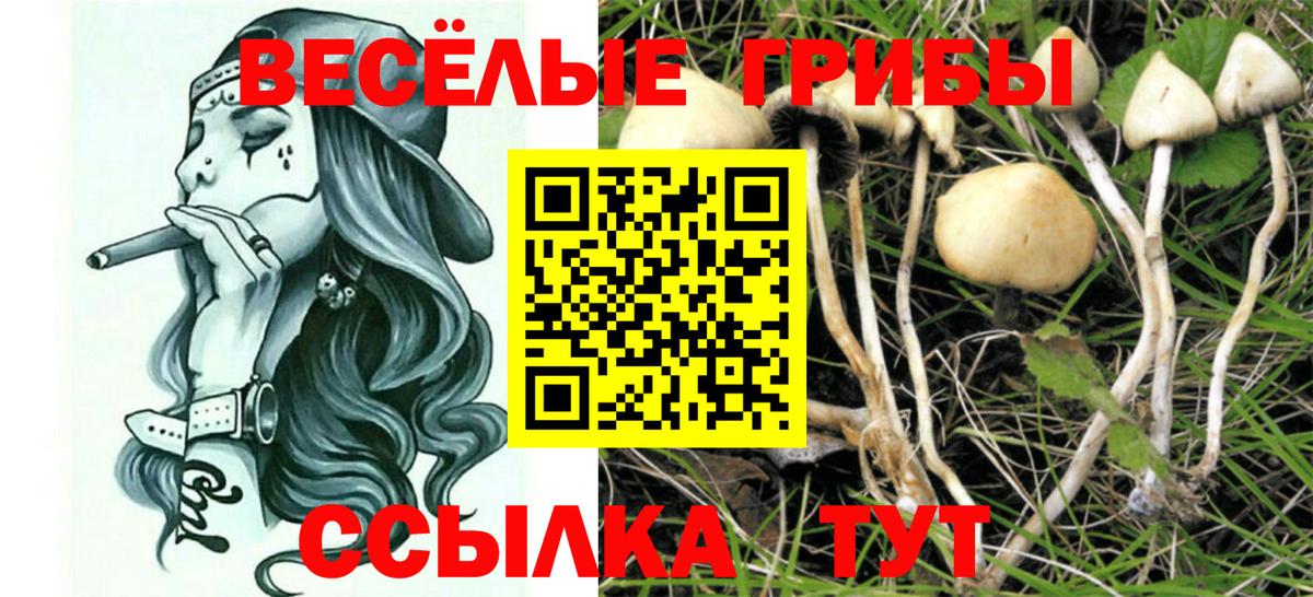 Псилоцибиновые грибы мицелий Партизанск